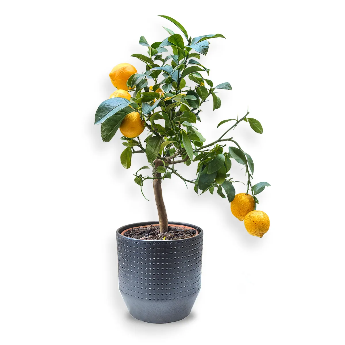 Lămâi Decorativ cu Fructe în Vas Ceramic