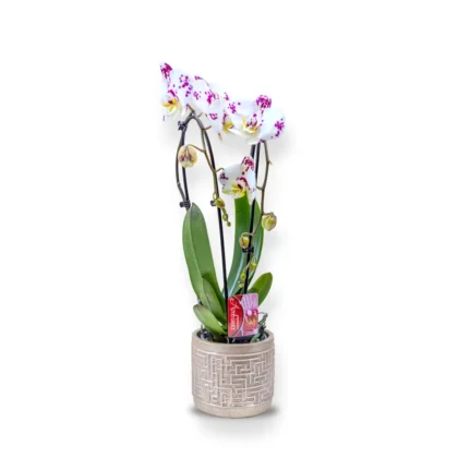 Orhidee Phalaenopsis în Vas Ceramic (v)