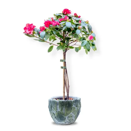 Azalele cilcam în vas ceramic