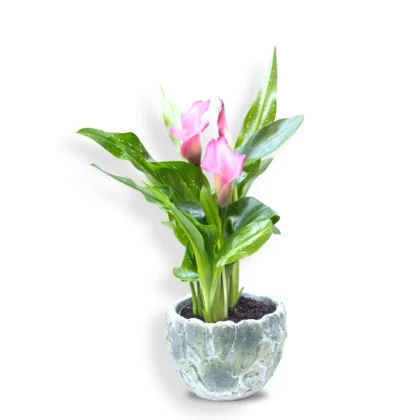 Cale roz în vas ceramic