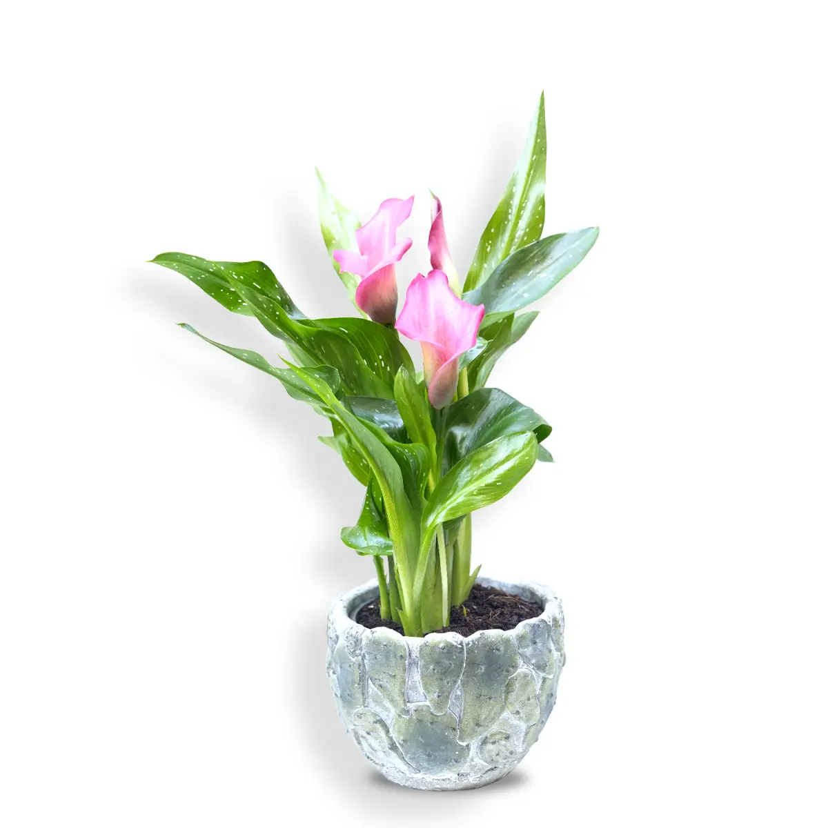 Cale roz în vas ceramic