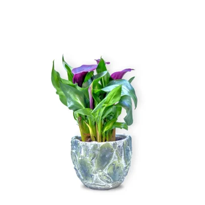 Cale mov în vas ceramic