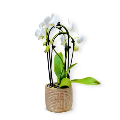 Orhideee phalaenopsis în vas ceramic