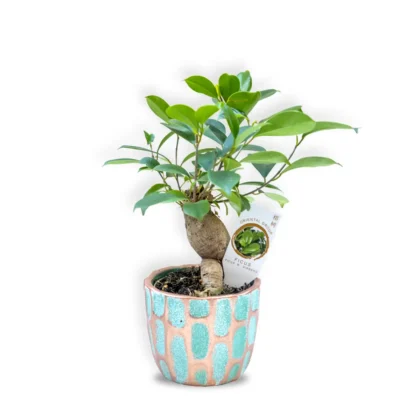 Bonsai în Vas Ceramic Turcoaz cu Auriu