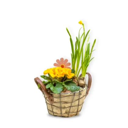 Aranjament cu Primula și Bulbi de Narcise în Coșuleț