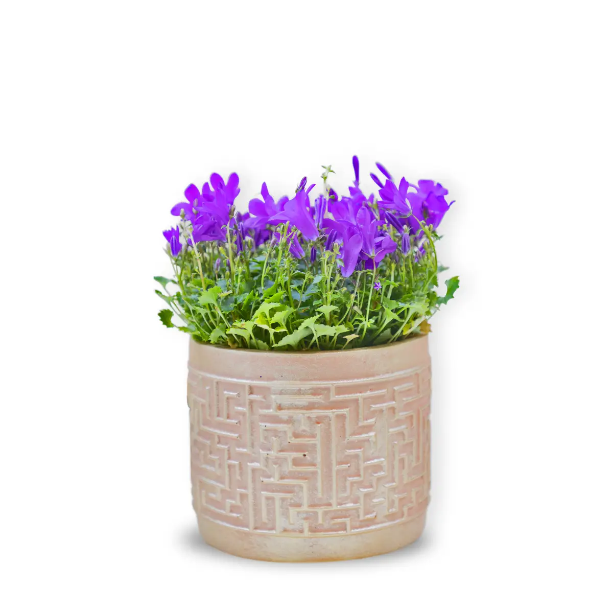 Campanula în vas ceramic