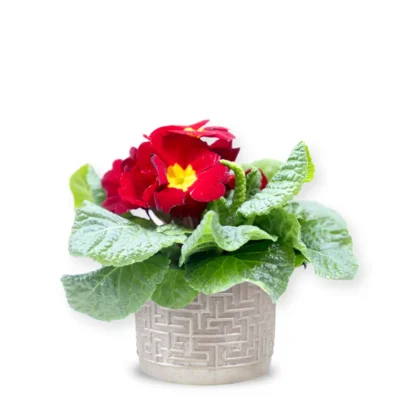 Primula roșie cu vas ceramic