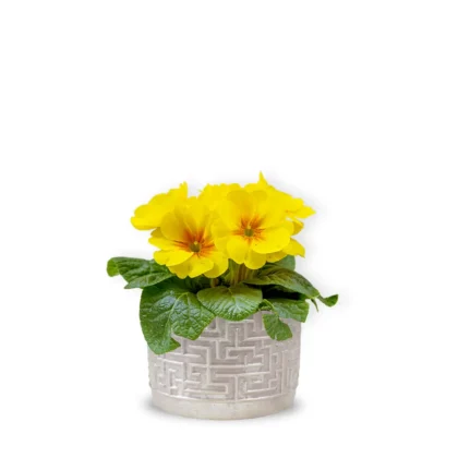 Primula galbenă cu vas ceramic