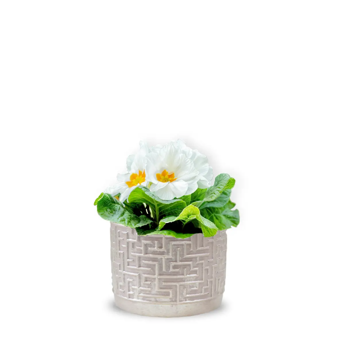 Primula albă cu vas ceramic