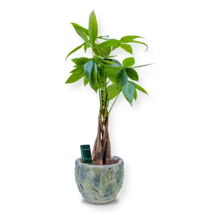 Pachira Aquatica - Arborele Banilor în Vas Ceramic