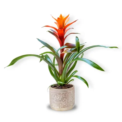 Guzmania în Ghiveci Ceramic