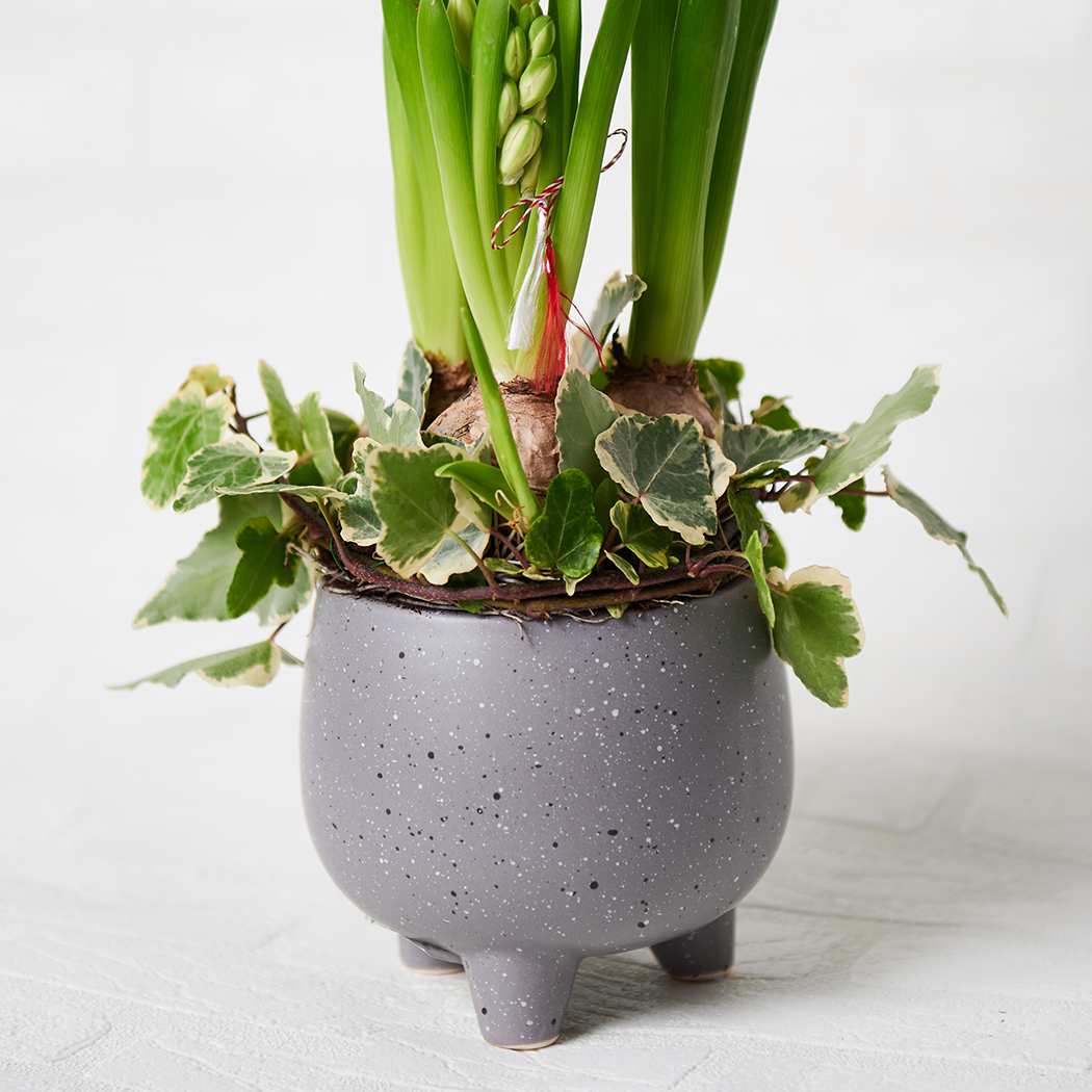 Aranjament Floral de Primavara cu Bulbi de Zambile - imagine 2