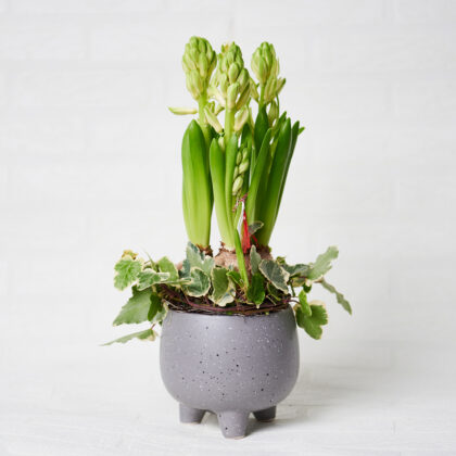 Aranjament-floral-de-primavara-cu-trei-bulbi-de-zambile-Aniela-Events||