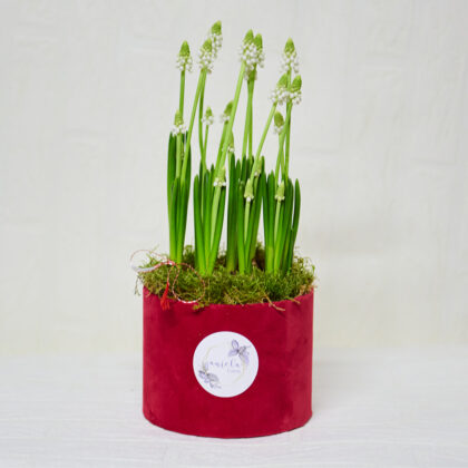 Aranjament-floral-de-primavara-flori-muscari-alb-Aniela-Events||